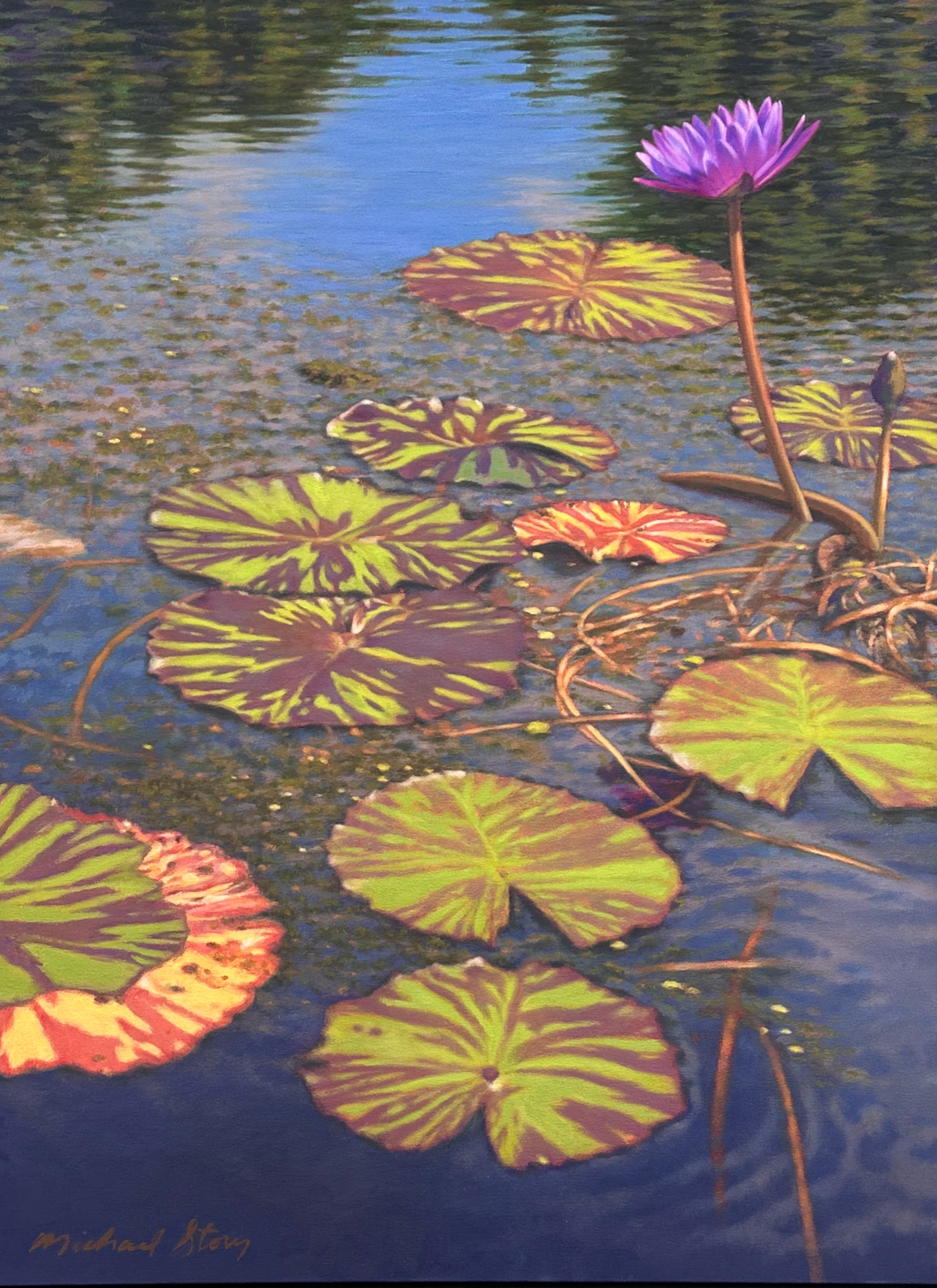 Water Lilies at Brookgreen, II